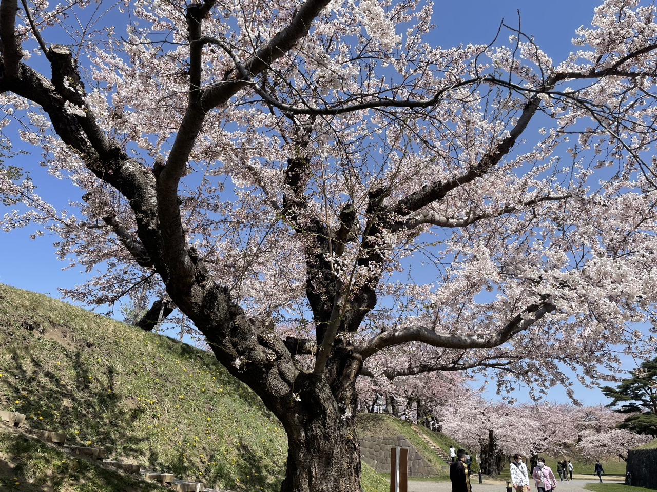 GW期間の休日と営業時間のお知らせ